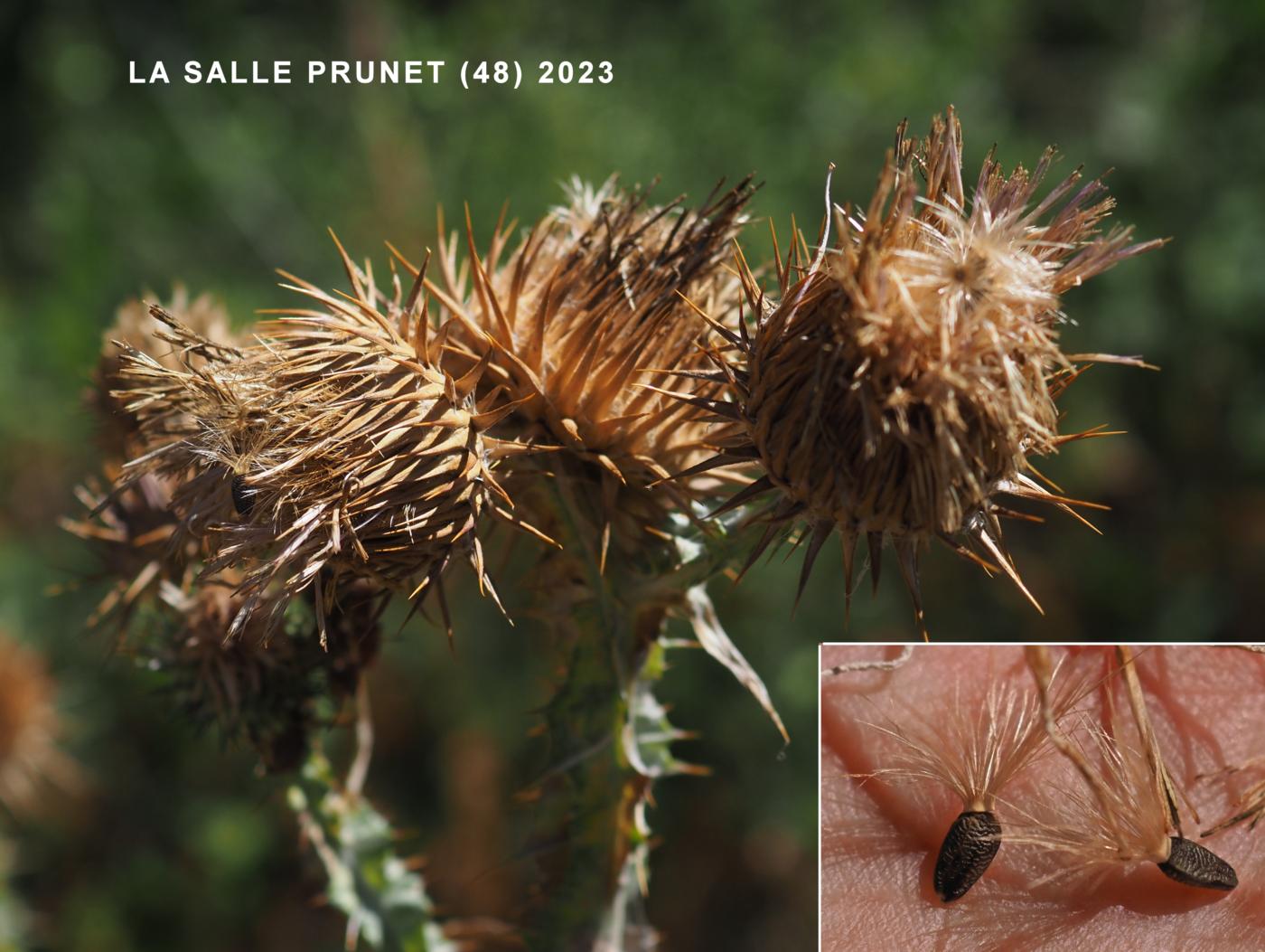 Thistle, Scotch, Cotton thistle fruit